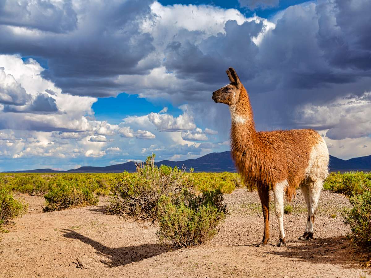 Peru