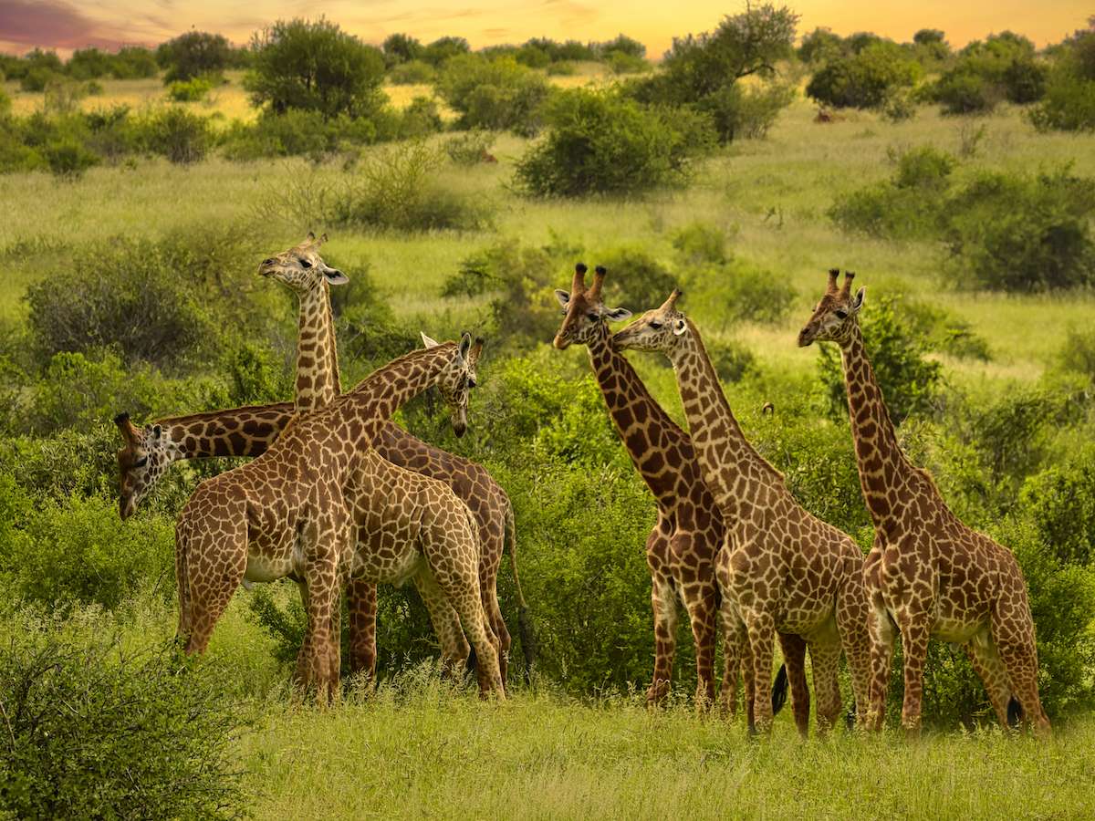 Południowoafrykańskie safari