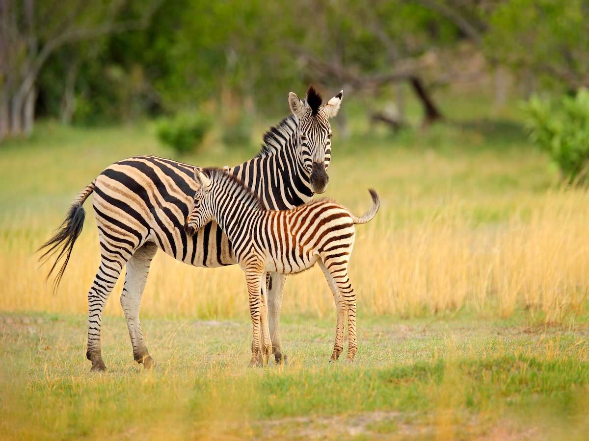 Orient Travel - Świat w zasięgu ręki!